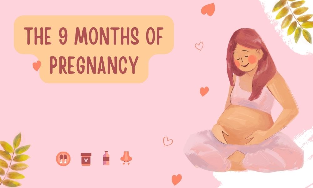 The 9 Months Of Pregnancy