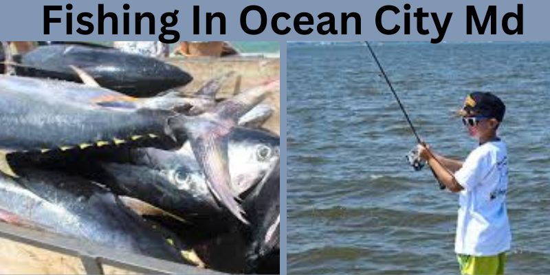 Fishing in Ocean City Med